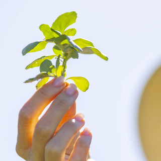 Old Man's Saltbush Dried - 40g
